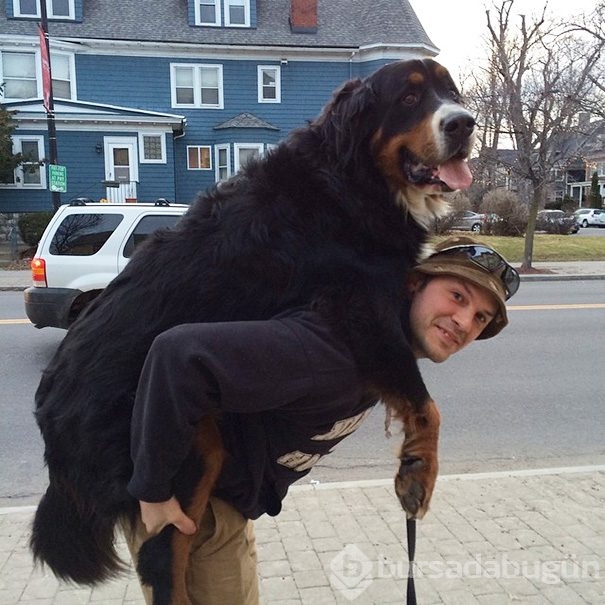 Dev köpekler
