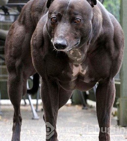 Dev köpekler
