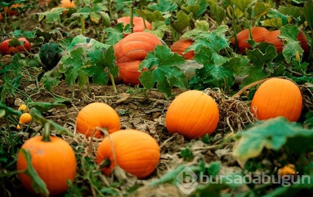 35 fotoğraftaki sırrı çözebilecek misiniz?