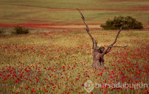 35 fotoğraftaki sırrı çözebilecek misiniz?