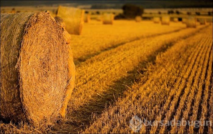 35 fotoğraftaki sırrı çözebilecek misiniz?