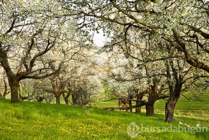 35 fotoğraftaki sırrı çözebilecek misiniz?