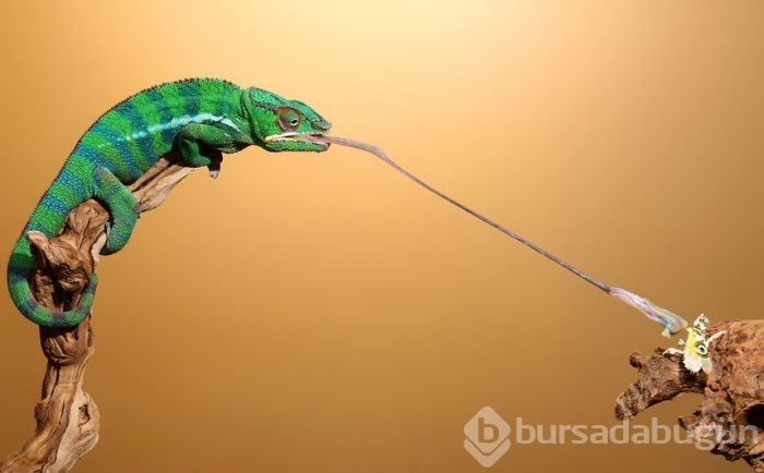 Bukalemunun dilinin sırrı çözüldü