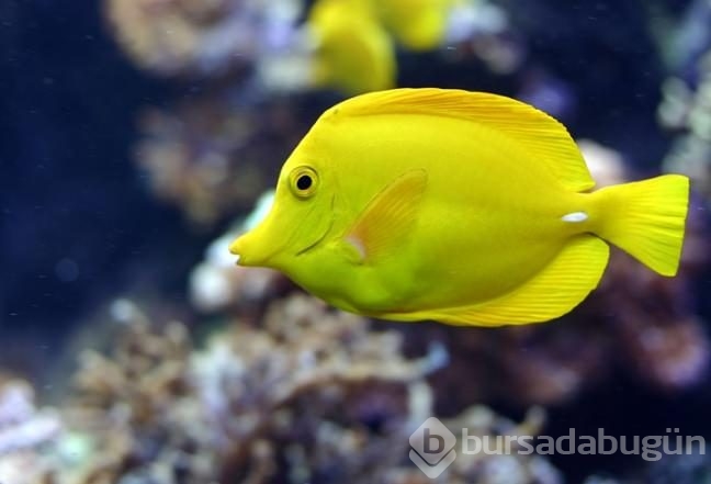 Başka bir evde uyuyamamanın sırrı çözüldü!