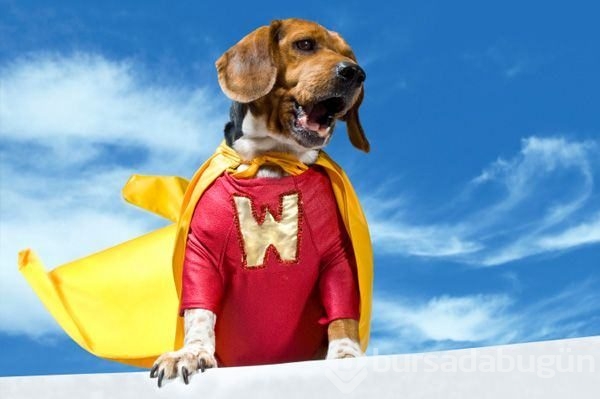 Köpekler insan canı kurtarmayı nasıl öğreniyor?