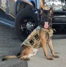 Köpekler insan canı kurtarmayı nasıl öğreniyor?
