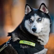 Köpekler insan canı kurtarmayı nasıl öğreniyor?
