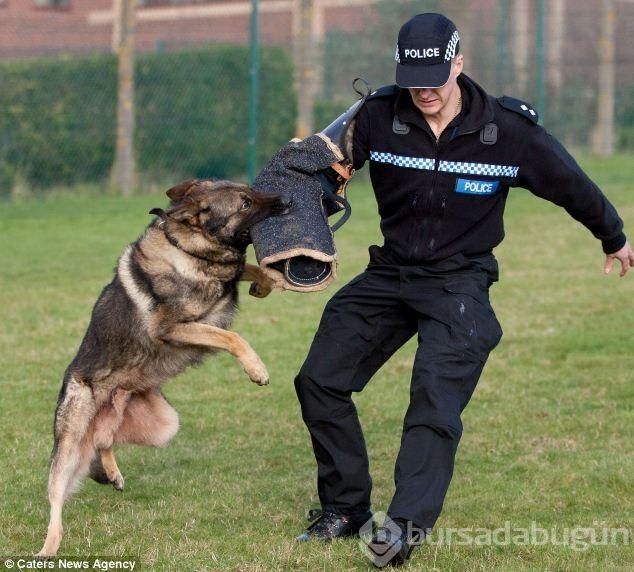 Köpekler insan canı kurtarmayı nasıl öğreniyor?