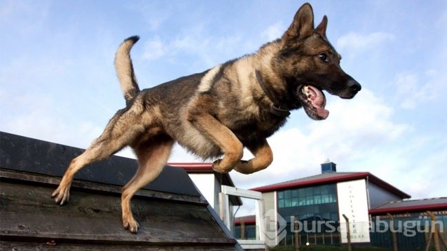 Köpekler insan canı kurtarmayı nasıl öğreniyor?