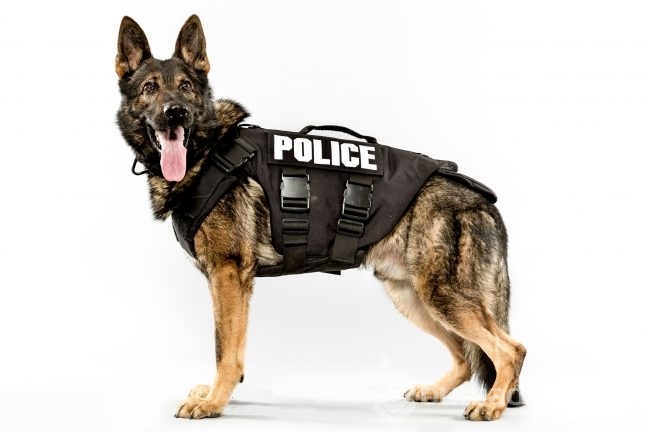 Köpekler insan canı kurtarmayı nasıl öğreniyor?
