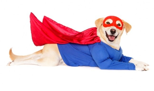 Köpekler insan canı kurtarmayı nasıl öğreniyor?