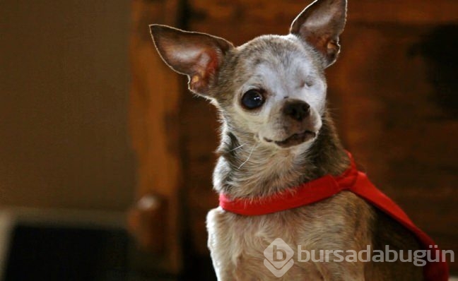 Köpekler insan canı kurtarmayı nasıl öğreniyor?
