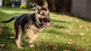 Köpekler insan canı kurtarmayı nasıl öğreniyor?