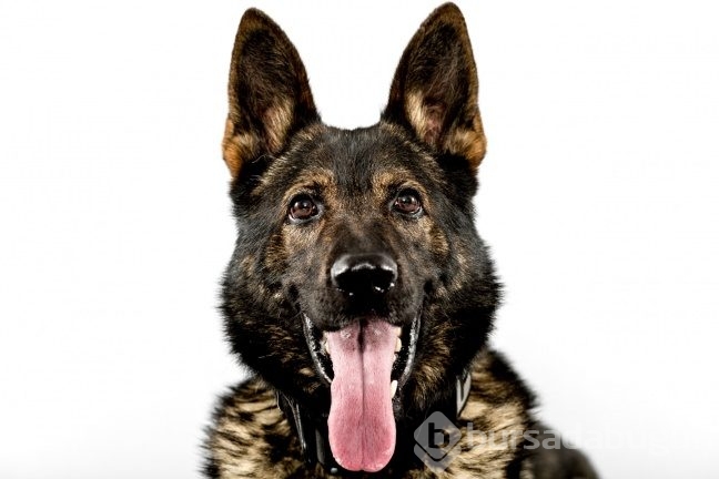 Köpekler insan canı kurtarmayı nasıl öğreniyor?