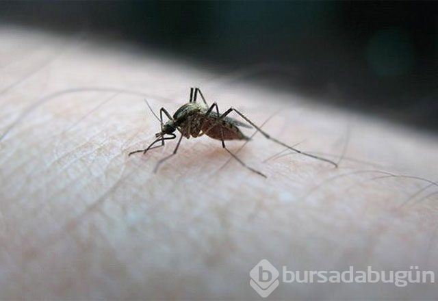 Zika virüsü nedir? Nasıl yayılır?