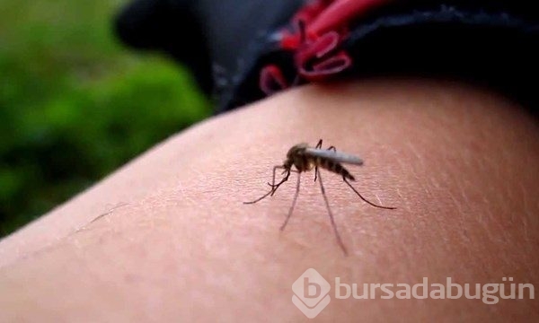 Zika virüsü nedir? Nasıl yayılır?