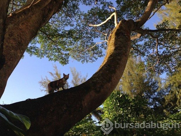 Karşınızda hepimizden daha çok seyahat eden kedi: Amelia
