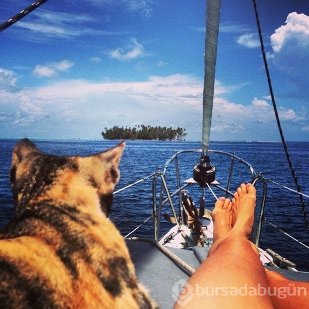 Karşınızda hepimizden daha çok seyahat eden kedi: Amelia
