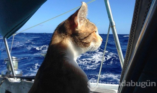 Karşınızda hepimizden daha çok seyahat eden kedi: Amelia
