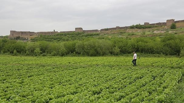 'Geceleri bahçelere gidip gizlice diktik'