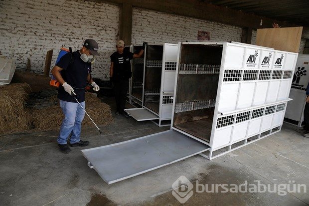 Sirklerden kurtarılan aslanlar yuvalarına dönüyor