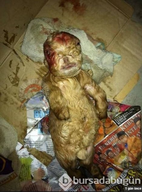 Köylüler şokta! Keçi mi yoksa insan yavrusu mu?