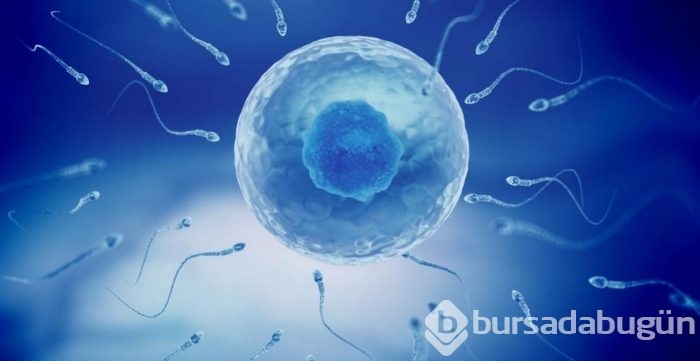 Deri hücresinden sperm üretildi