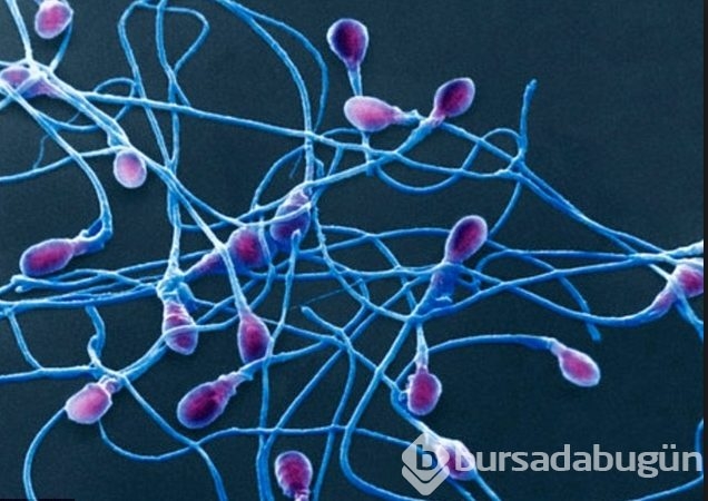 Deri hücresinden sperm üretildi
