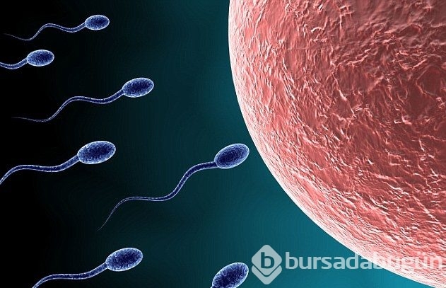 Deri hücresinden sperm üretildi