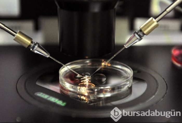 Deri hücresinden sperm üretildi