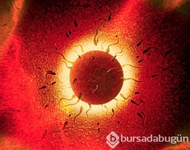 Deri hücresinden sperm üretildi