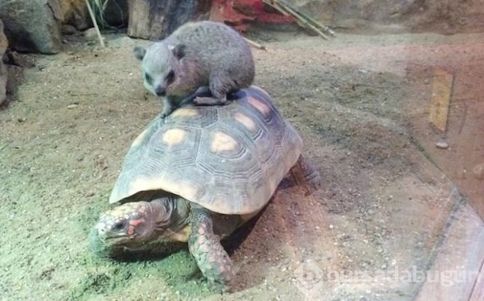 Onlar da hayvanlar aleminin otostopçuları