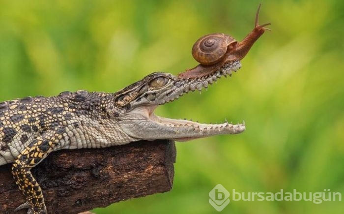 Onlar da hayvanlar aleminin otostopçuları