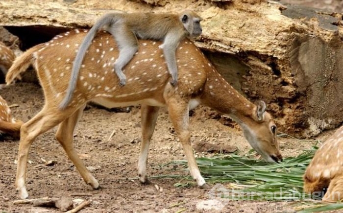 Onlar da hayvanlar aleminin otostopçuları