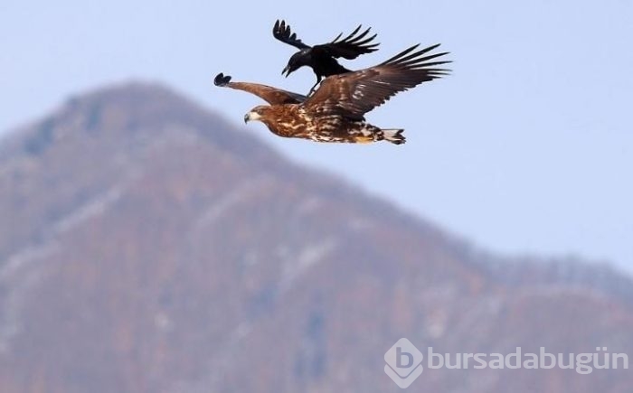 Onlar da hayvanlar aleminin otostopçuları