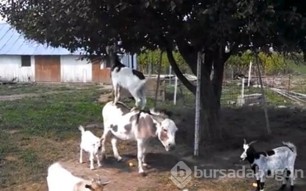 Onlar da hayvanlar aleminin otostopçuları