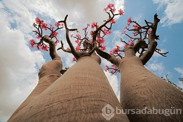 Tuhaf şeyler adası
