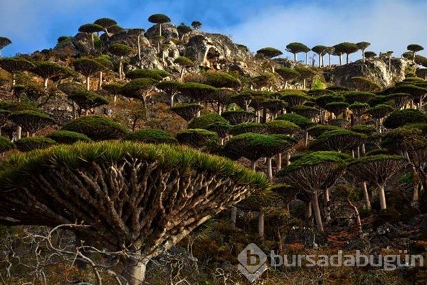 Tuhaf şeyler adası

