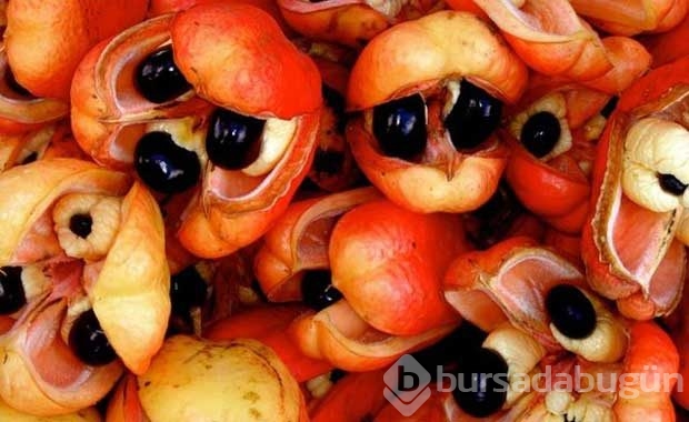 Dünyanın en tehlikeli yiyecekleri	

