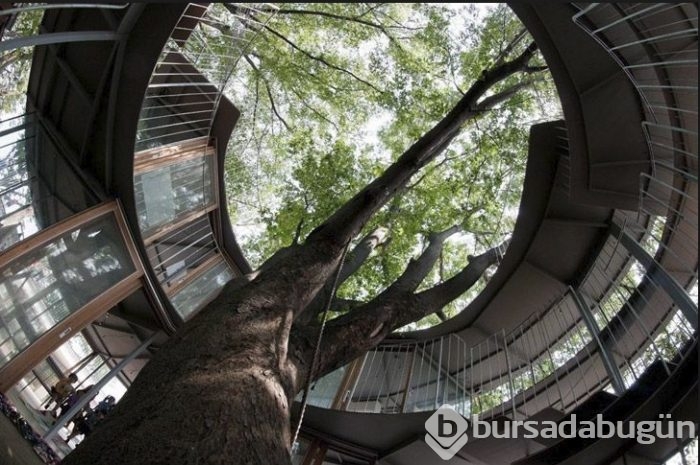 Bu anaokulu bir harika