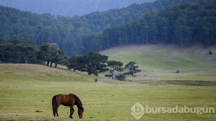 Yılkı atları turistlerin ilgi odağı oldu