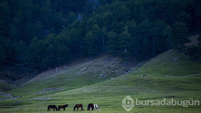 Yılkı atları turistlerin ilgi odağı oldu