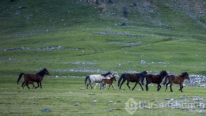 Yılkı atları turistlerin ilgi odağı oldu