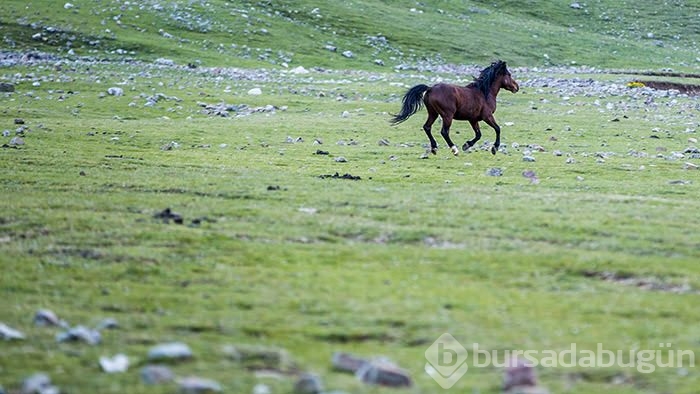 Yılkı atları turistlerin ilgi odağı oldu