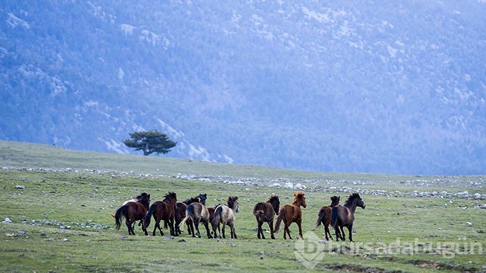 Yılkı atları turistlerin ilgi odağı oldu