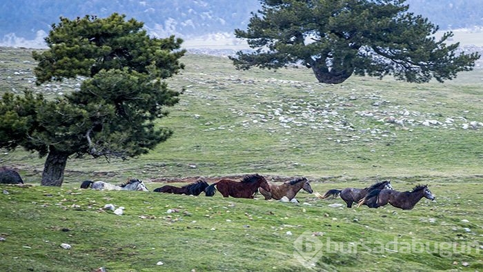 Yılkı atları turistlerin ilgi odağı oldu