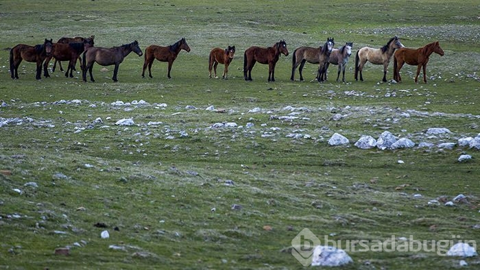 Yılkı atları turistlerin ilgi odağı oldu