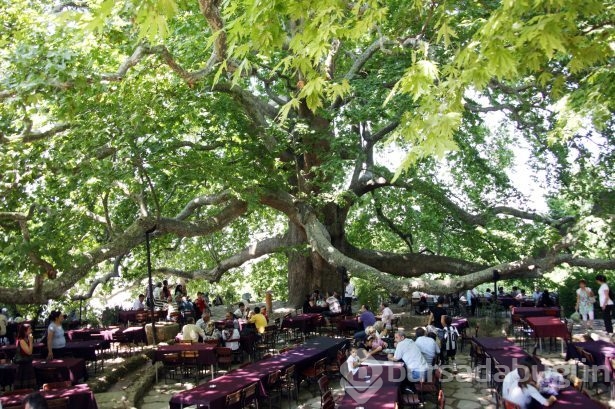 Faydaları saymakla bitmiyor