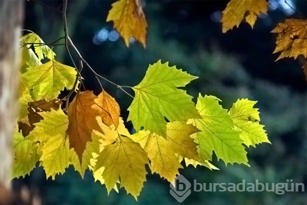 Faydaları saymakla bitmiyor