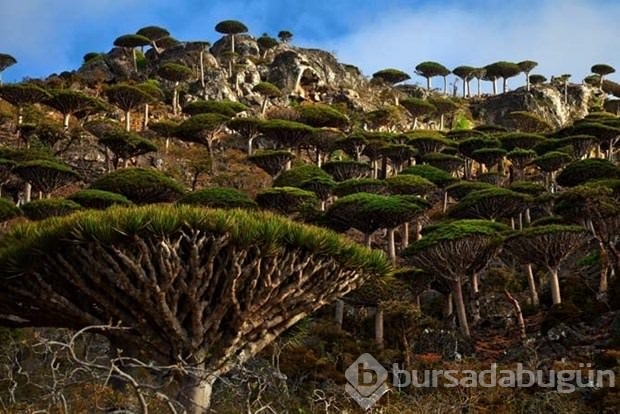 Tuhaf şeyler adası